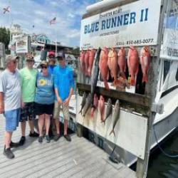 Daily Catches