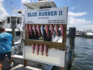 Click to enlarge image  - Daily Catches - 